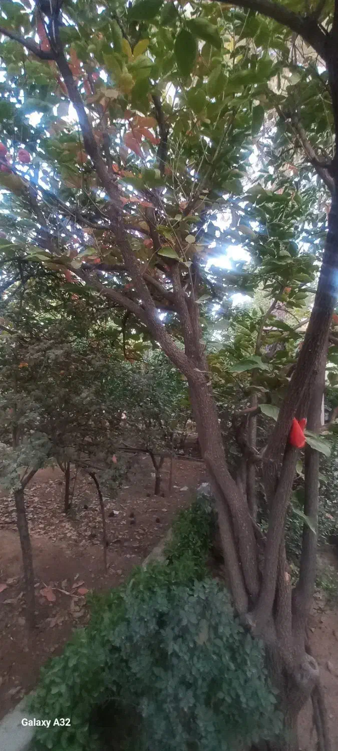 زمین باغشهری مجموعه تپه سبز|فروش زمین و ملک کلنگی|شیراز, قلات|دیوار