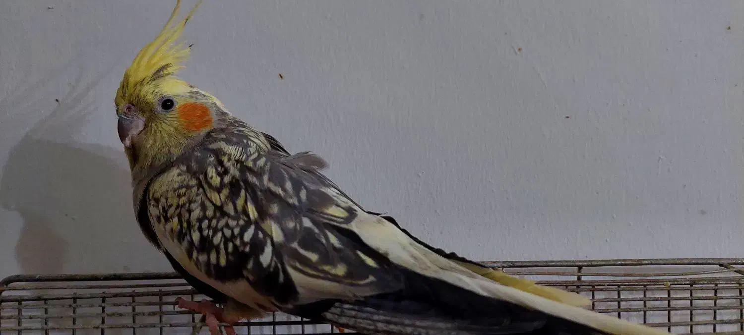 عروس هلندی ابلق|پرنده|آباده, |دیوار