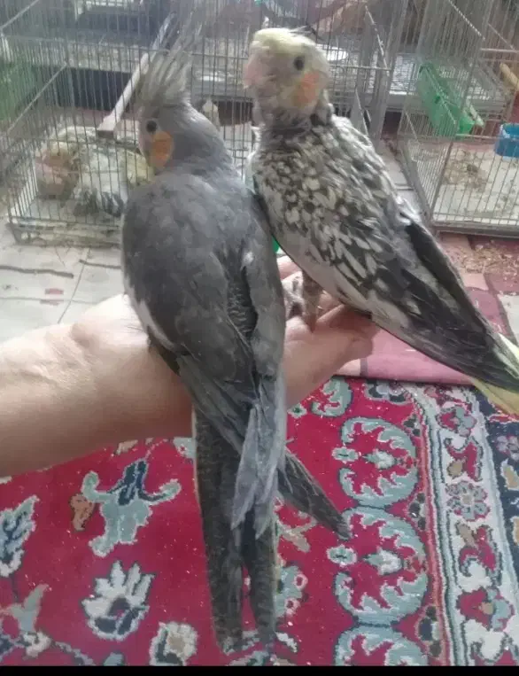 پرنده|پرنده|شهرکرد, |دیوار