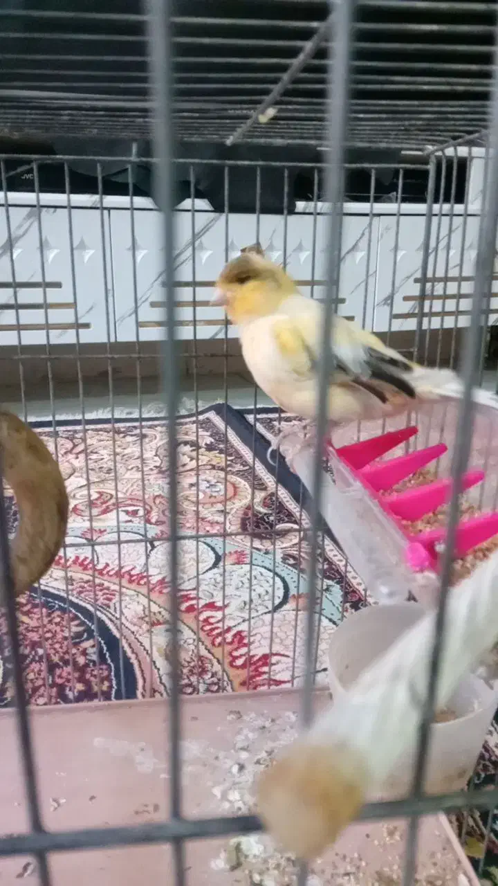 یک قناری نر فقط خودش|پرنده|قرچک, داوود آباد|دیوار