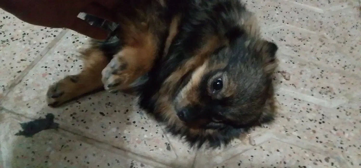 سگ پامرین|سگ|مشهد, انقلاب|دیوار