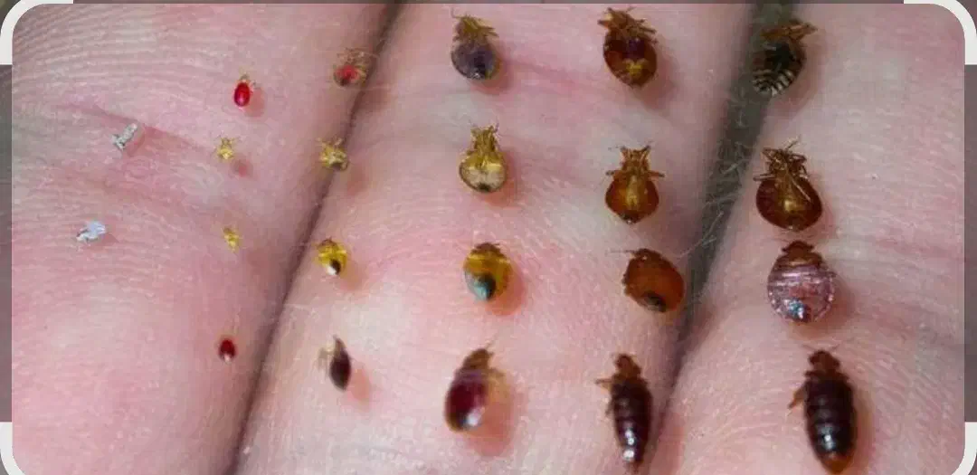 سم پاشی و طعمه گذاری|خدمات نظافت|سنندج, |دیوار