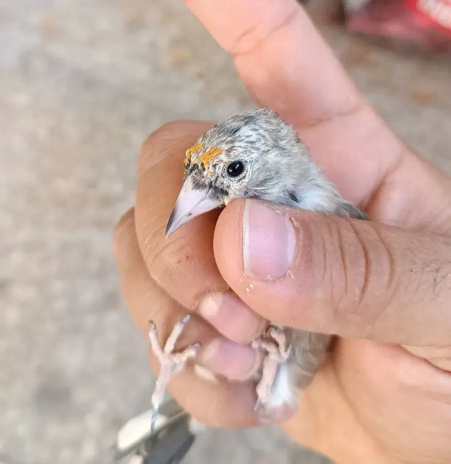 سهره نیم رنگ جوجه خرم آبادی|پرنده|شهرضا, |دیوار