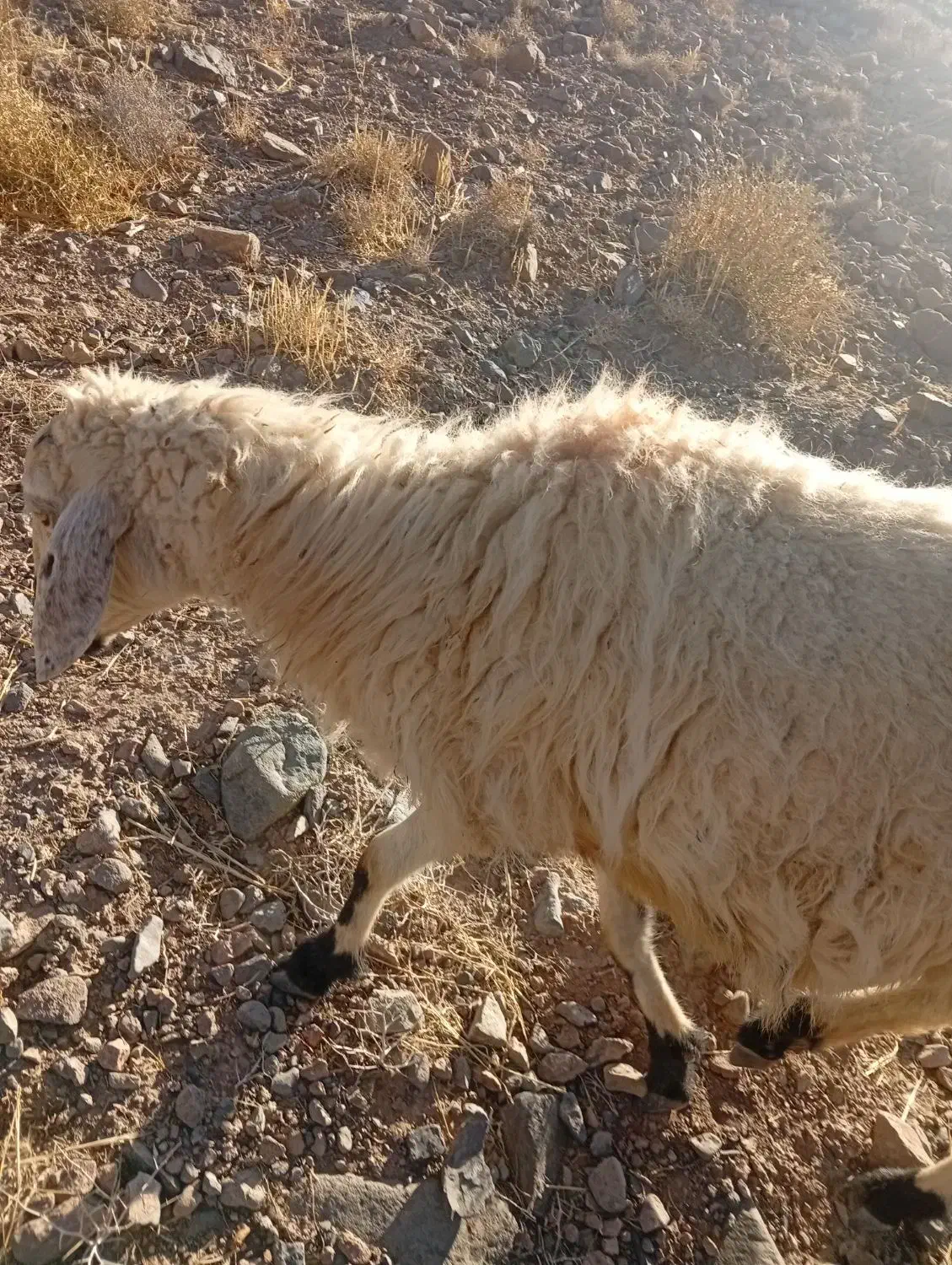 میش و بره|حیوانات مزرعه|رابر, |دیوار