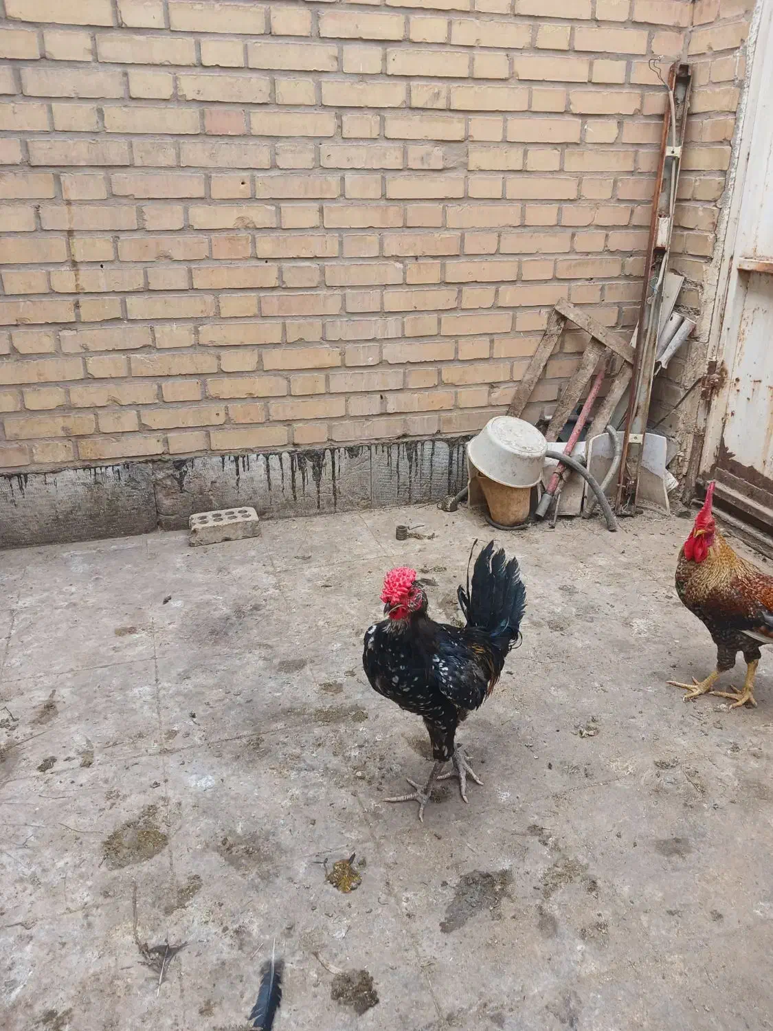 خروس گلین چهل جیل|حیوانات مزرعه|اهواز, بهارستان|دیوار