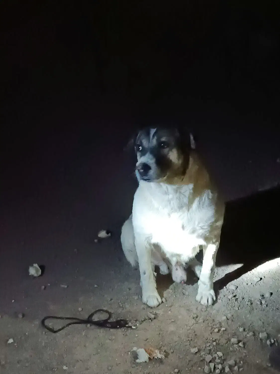 سگ نگهبان|سگ|بستان آباد, |دیوار