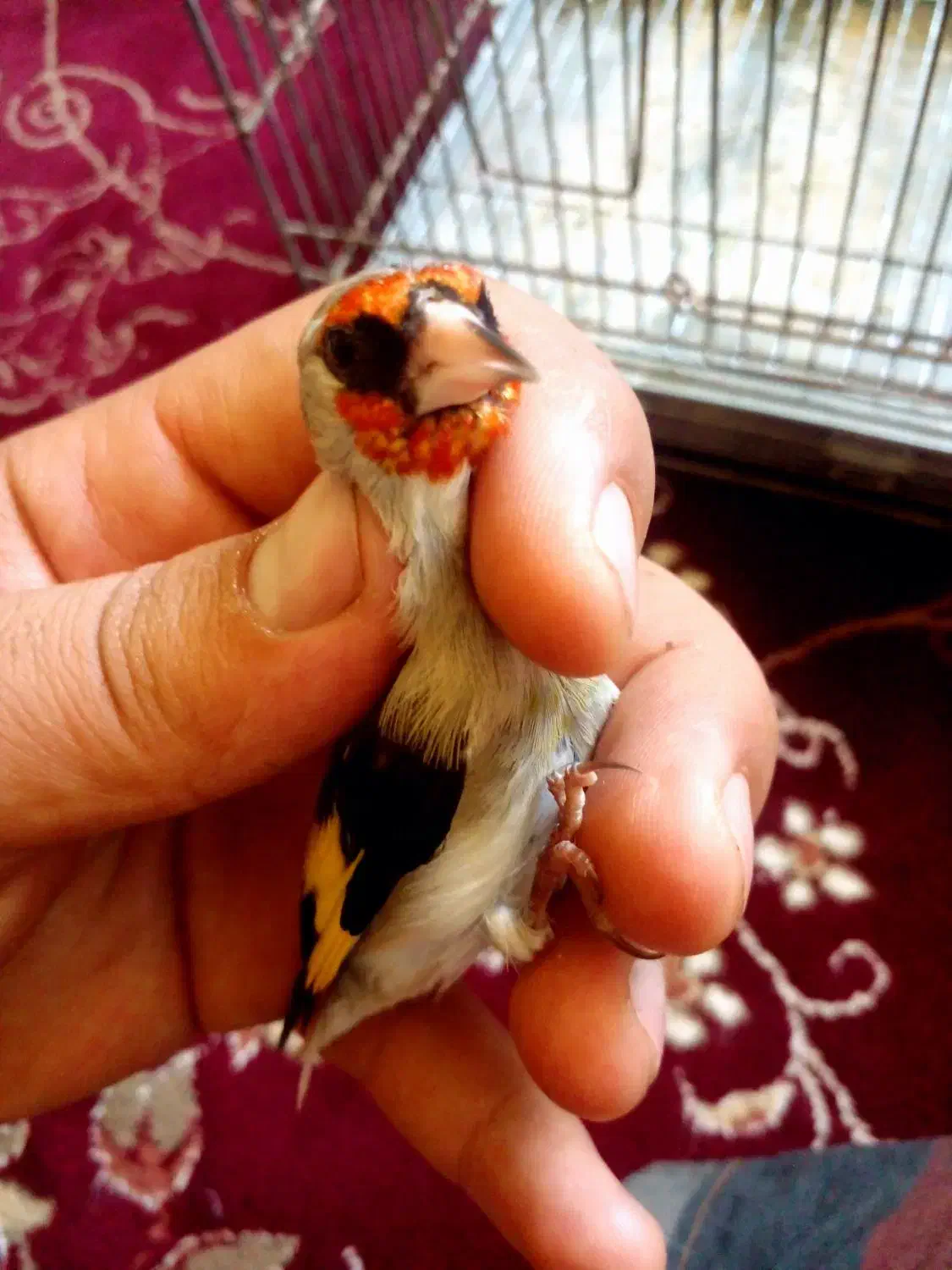 سهره کرمونی نر|پرنده|شیراز, شاپورجان|دیوار