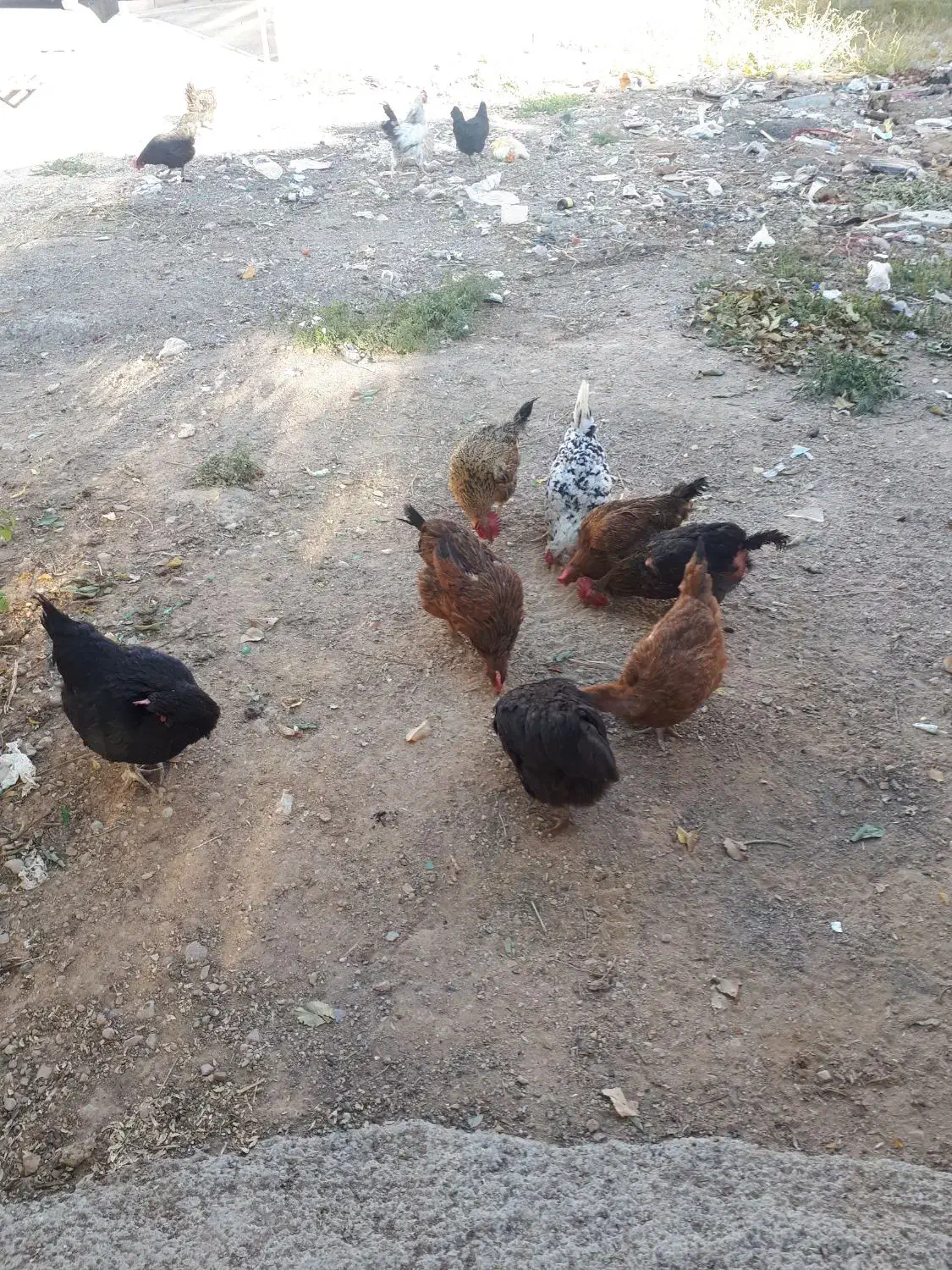 مرغ خانگی توخمی|حیوانات مزرعه|شیراز, رکنآباد|دیوار