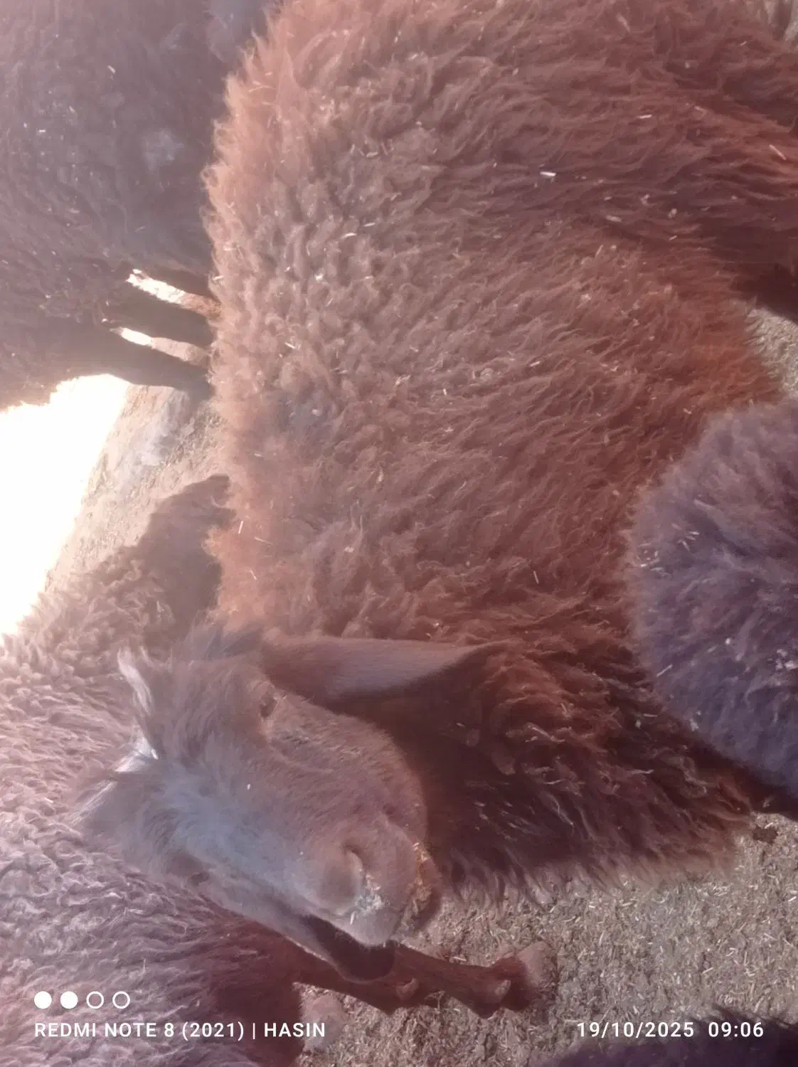 قوچ همو زیگوت دارای ژن چند قلوزایی|حیوانات مزرعه|جلگه رخ, |دیوار