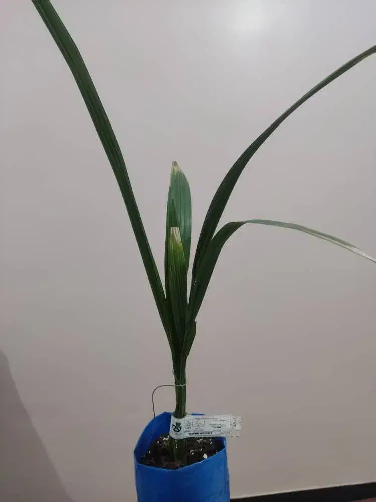 نخل های کشت بافتی ، منحصر به فرد|گل و گیاه طبیعی|شوشتر, |دیوار