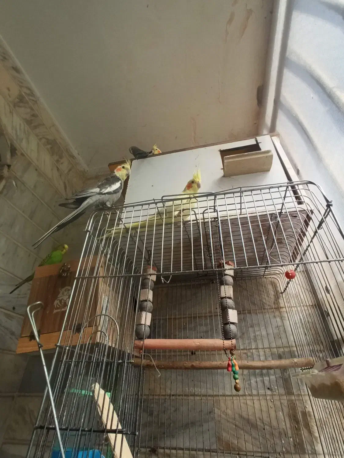 عروس هلندی و طوطی برزیلی|پرنده|شهریار, شهریار|دیوار