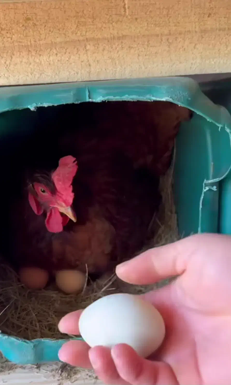 خانه ویلایی آب برق گاز شهری مناسب زندگی و سکونت|فروش خانه و ویلا|پیر بکران, |دیوار