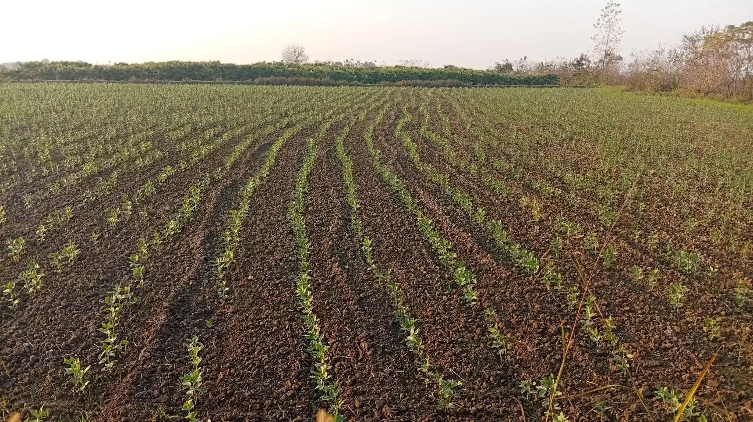 مزرعه باقالی ، ۱ هکتار ، کاشت ردیفی|خوردنی و آشامیدنی|امامزاده عبدالله, |دیوار