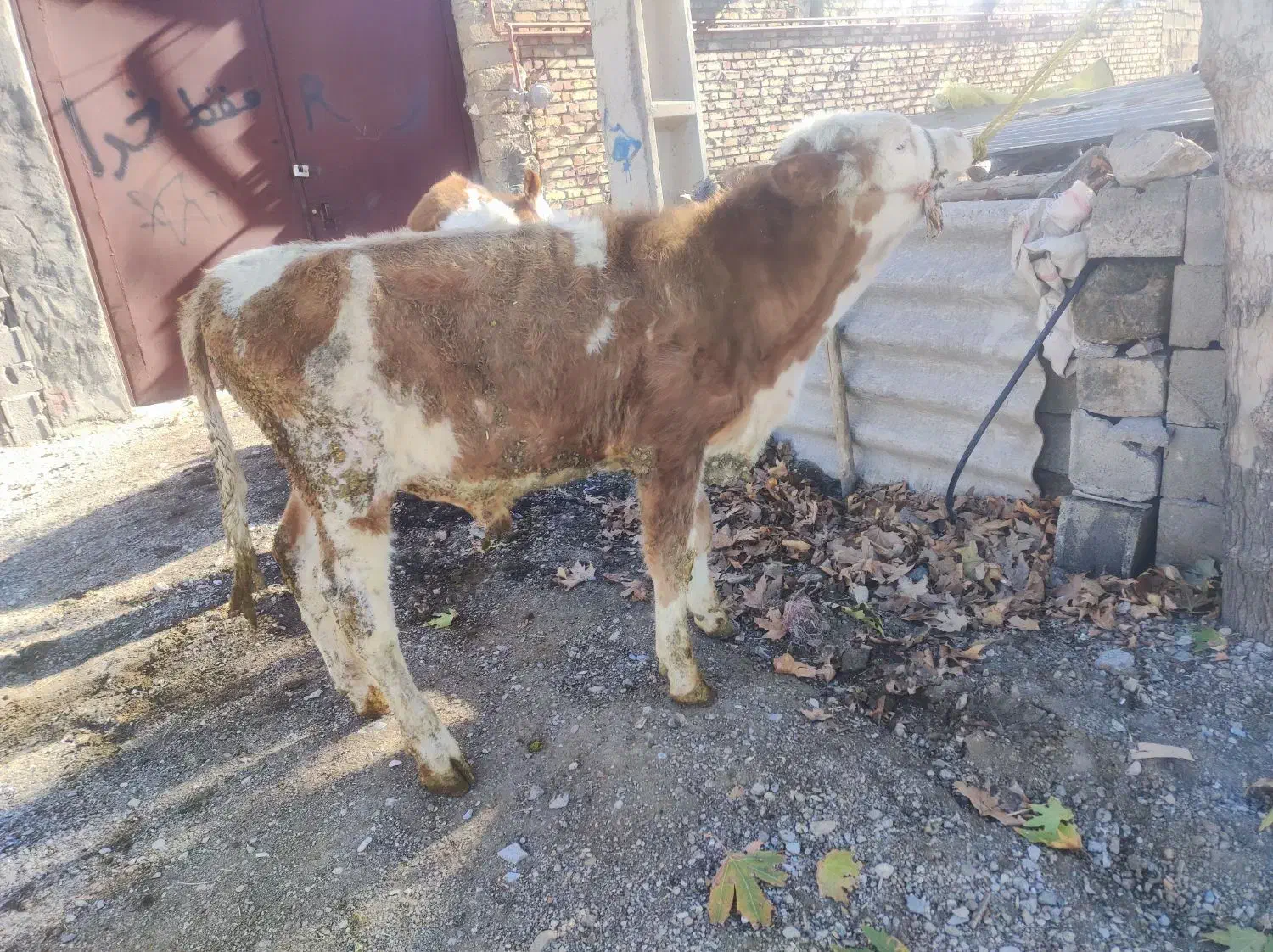 پنج عدد گوساله سیمنتال درجه یک|حیوانات مزرعه|صحنه, |دیوار