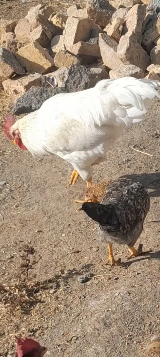 خروس‌‌‌‌|حیوانات مزرعه|میانه, |دیوار