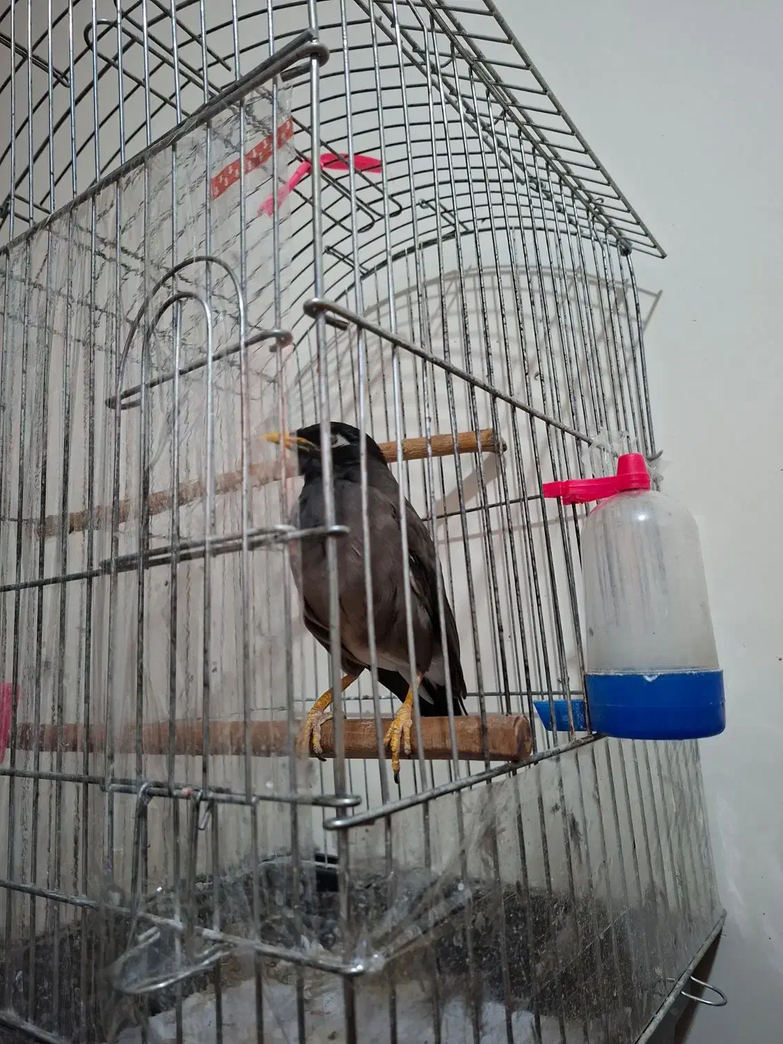 پرنده مینا|پرنده|تهران, جیحون|دیوار