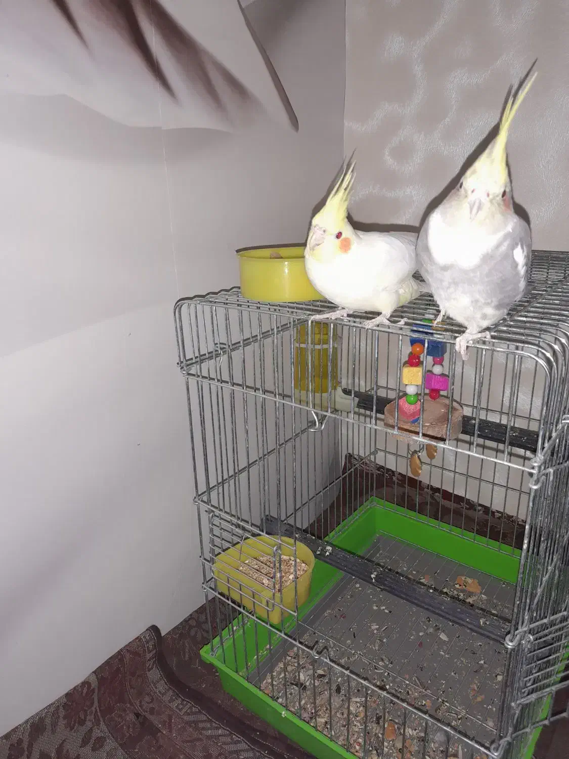 عروس هلندی|پرنده|میانه, |دیوار