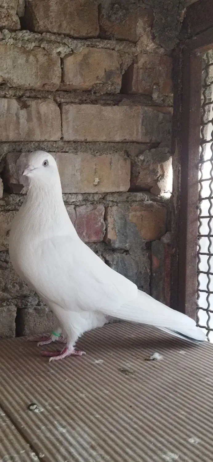 کبوتر پرشی|پرنده|بهشهر, |دیوار