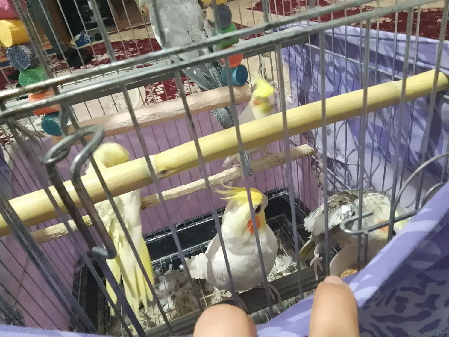 پرنده|پرنده|رامیان, |دیوار