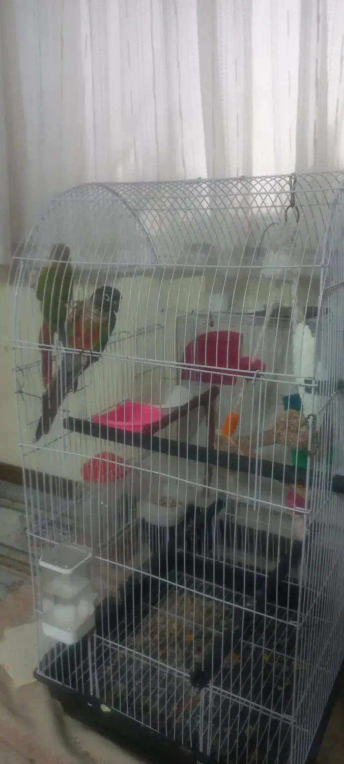 دوعدد گرین چیک|پرنده|مشهد, رضاییه|دیوار