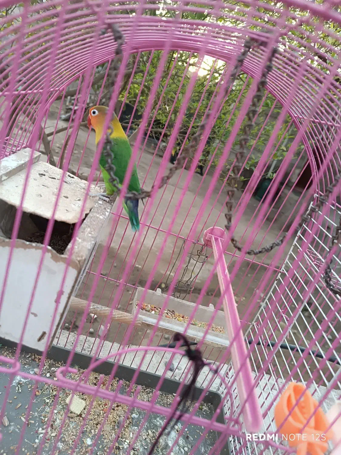 طوطی برزیلی|پرنده|جیرفت, |دیوار