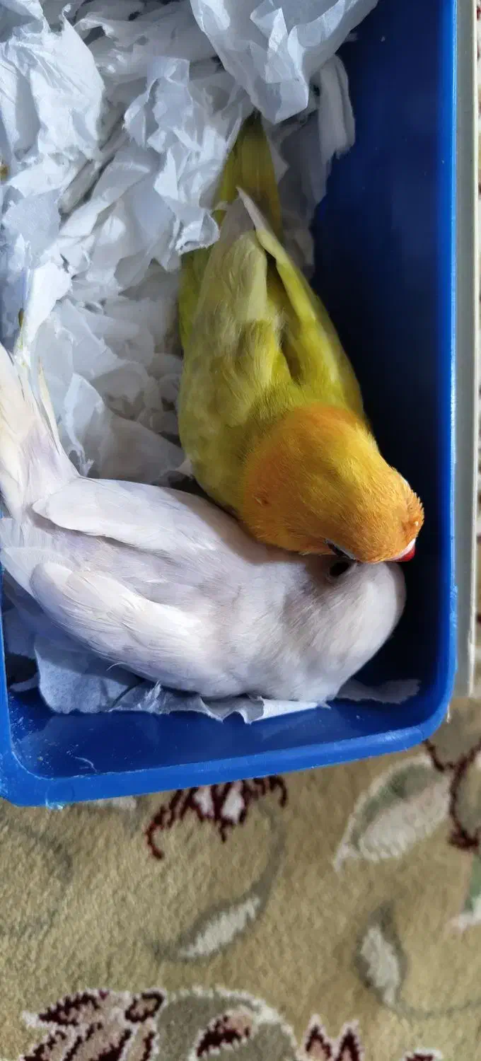 طوطی برزیلی|پرنده|تهران, طرشت|دیوار