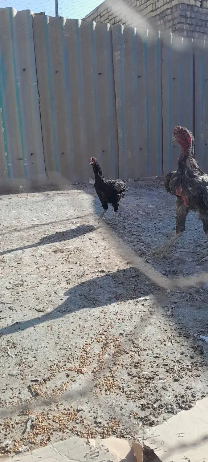 خروس .مرغ لاری|حیوانات مزرعه|قم, سربخش|دیوار