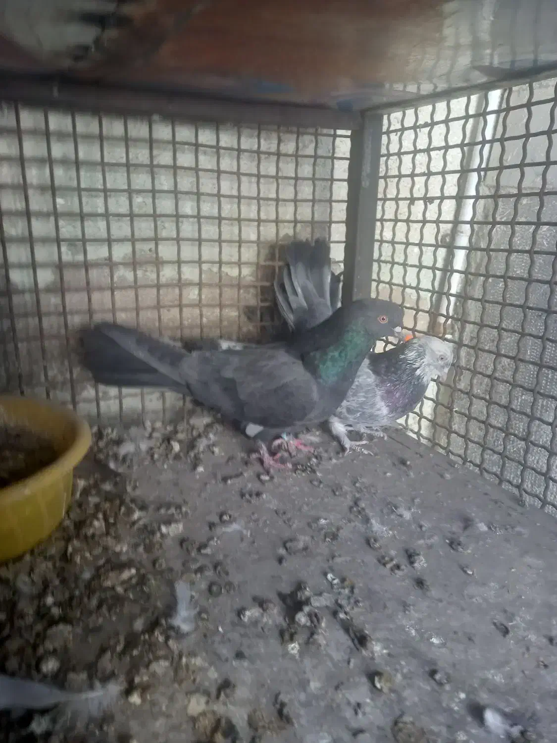 کبوتر پور|پرنده|مارگون, |دیوار