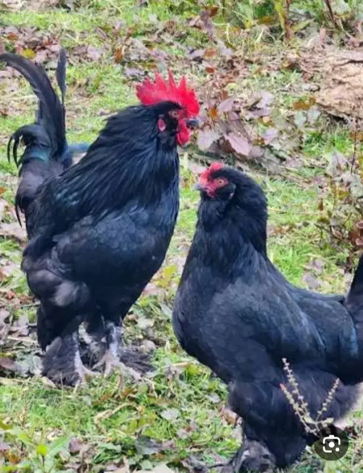 مرغ و خروس مرندی|حیوانات مزرعه|بابل, |دیوار