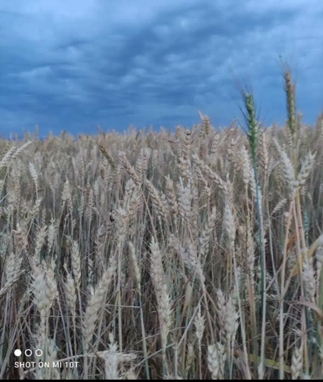 بذر گندم|گل و گیاه طبیعی|سنگدوین, |دیوار