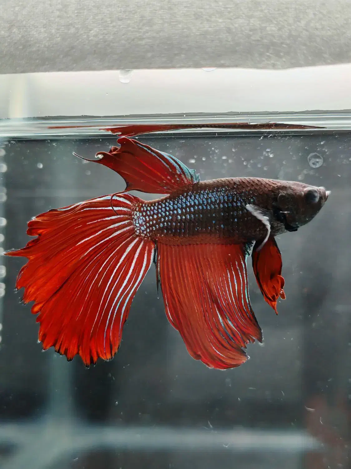 حراج ماهی فایتر ارزان|ماهی|اصفهان, ملک‌شهر|دیوار