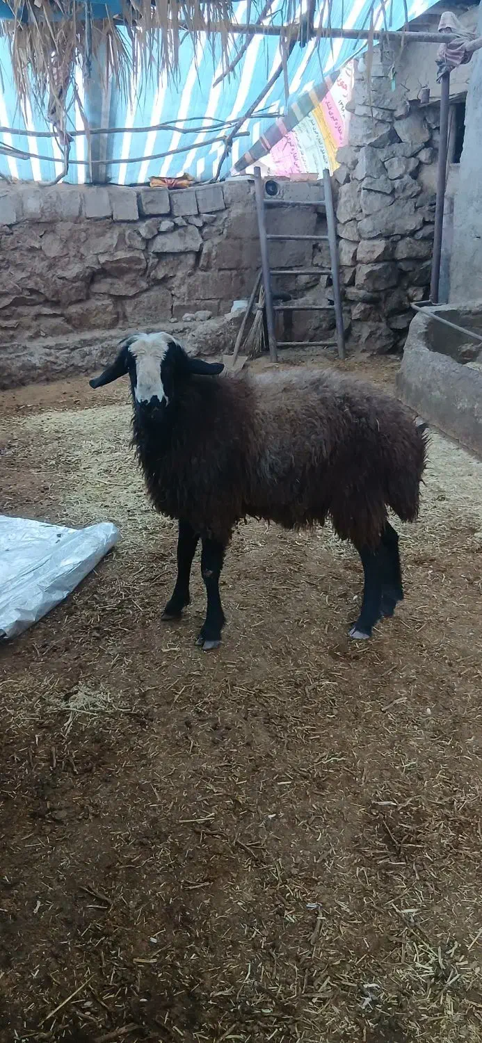 قوچ اصیل شال|حیوانات مزرعه|کرمانشاه, |دیوار
