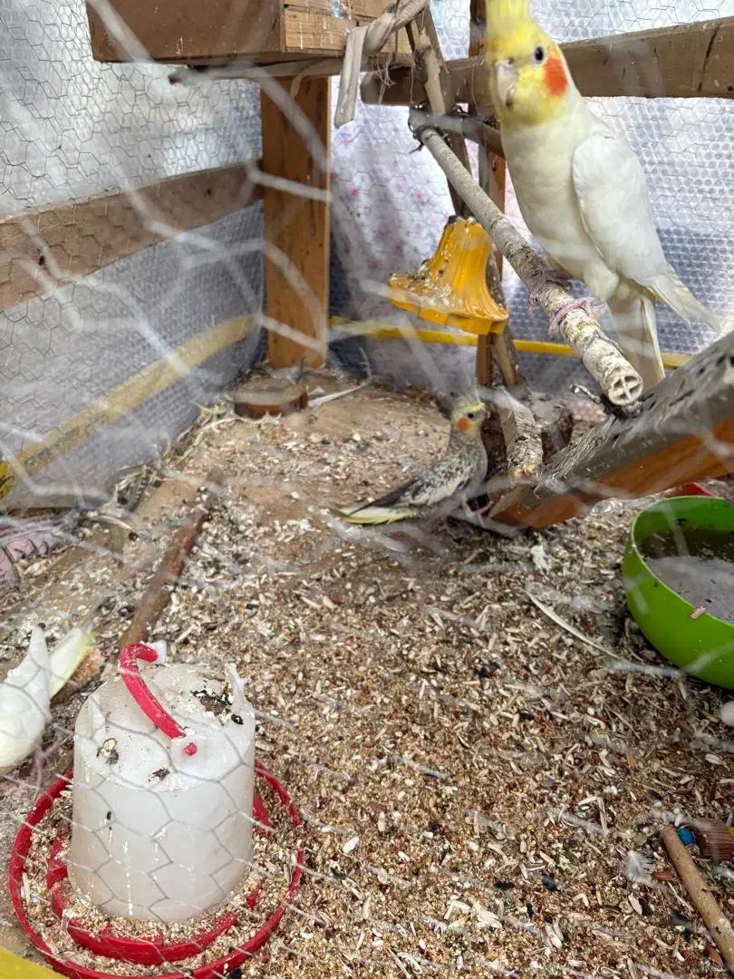 فروش عروس هلندی|پرنده|تهران, تاکسیرانی|دیوار