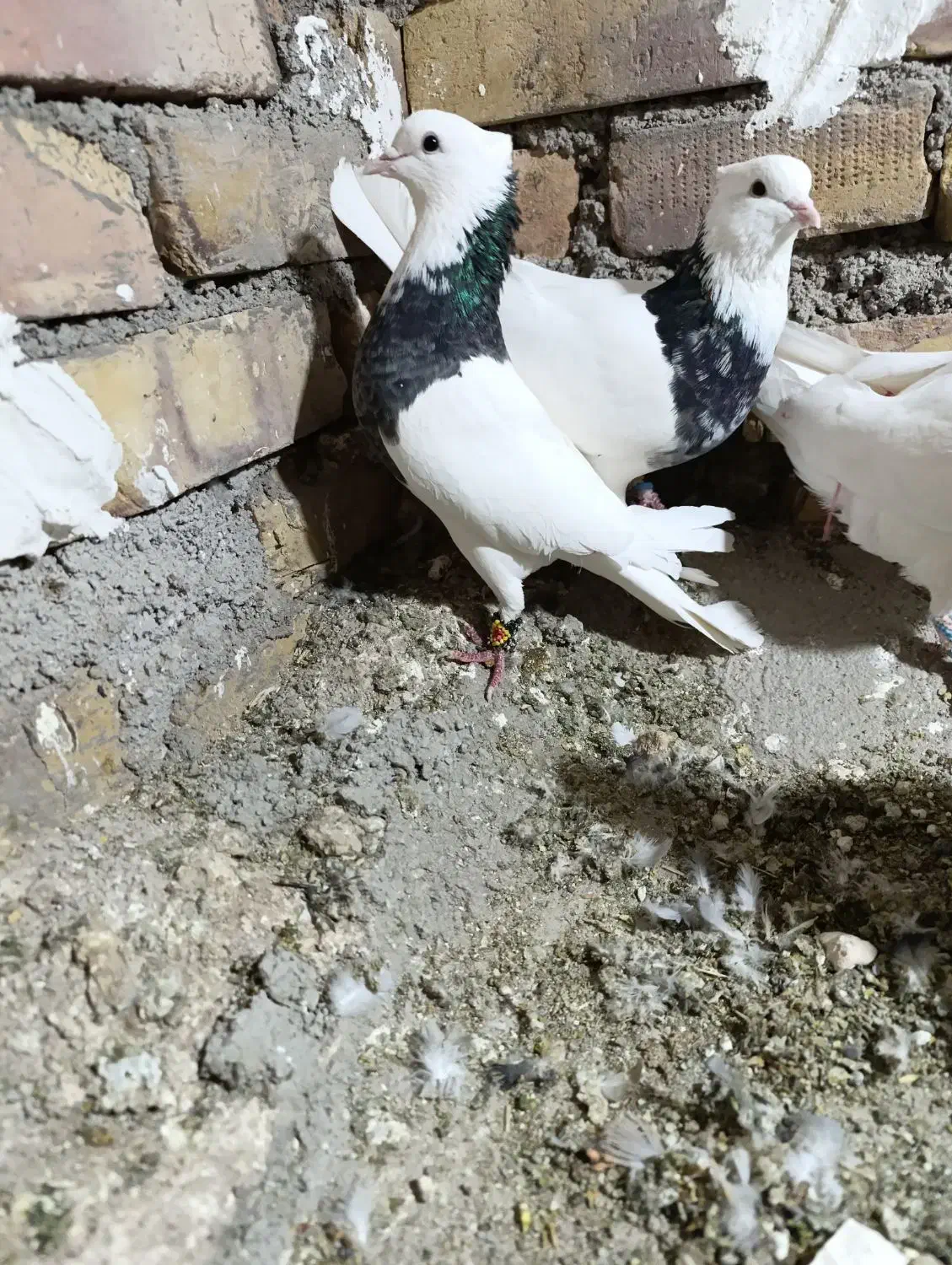 تعداد 8عدد رنگی طوقی هفت رنگ زرین|پرنده|پائین جام, |دیوار