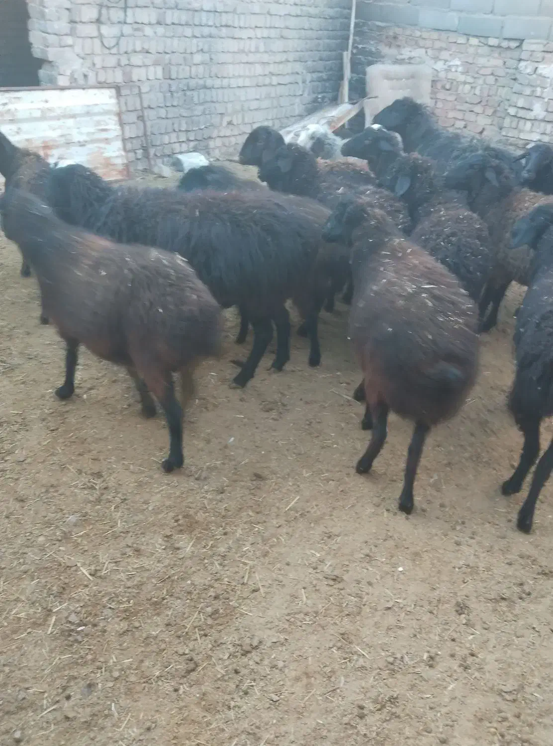 میش داشتی آبست|حیوانات مزرعه|خرقان, |دیوار