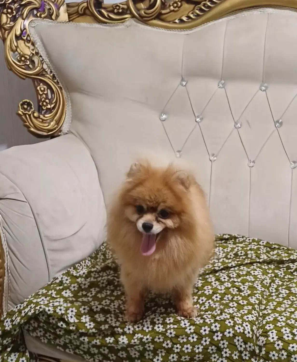 سگ پامرین ماده|سگ|بندرعباس, |دیوار