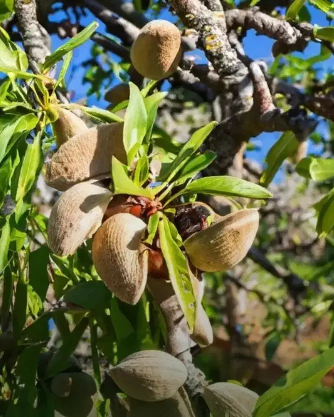 نهـال بادام|خدمات باغبانی و درختکاری|نیشابور, رنج آباد|دیوار