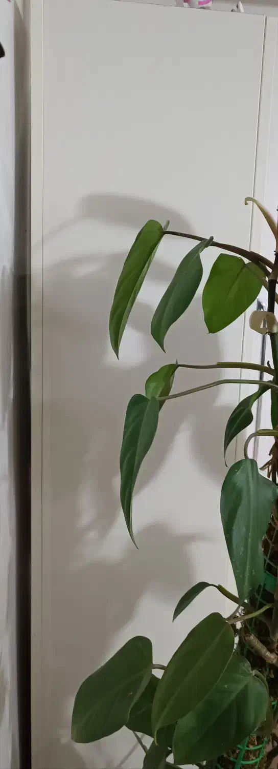 کمد سالم|جاکفشی، کمد، دراور|بهشهر, |دیوار