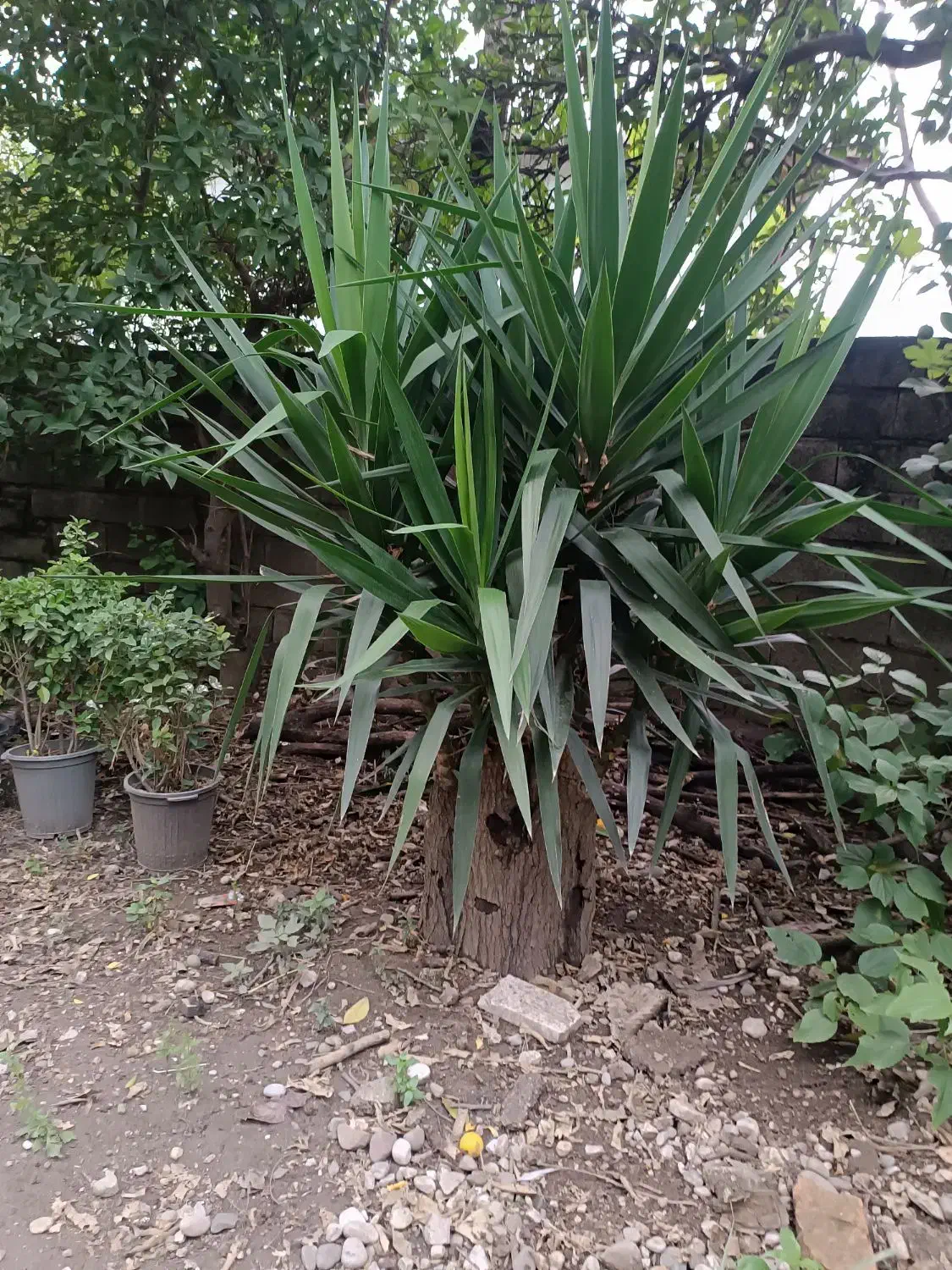 یوکا فروشی|گل و گیاه طبیعی|رامسر, |دیوار