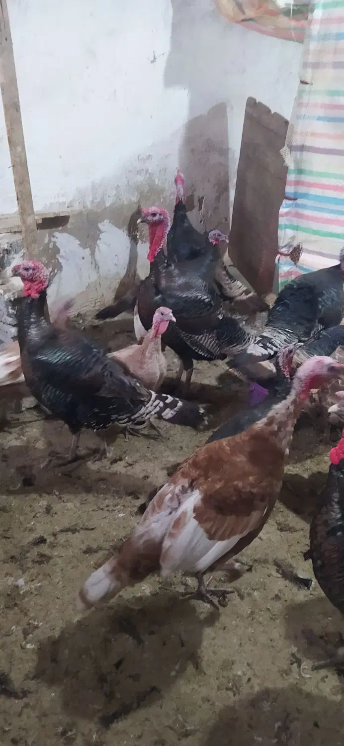 تعدادی بوقلمون محلی|حیوانات مزرعه|پیرانشهر, |دیوار