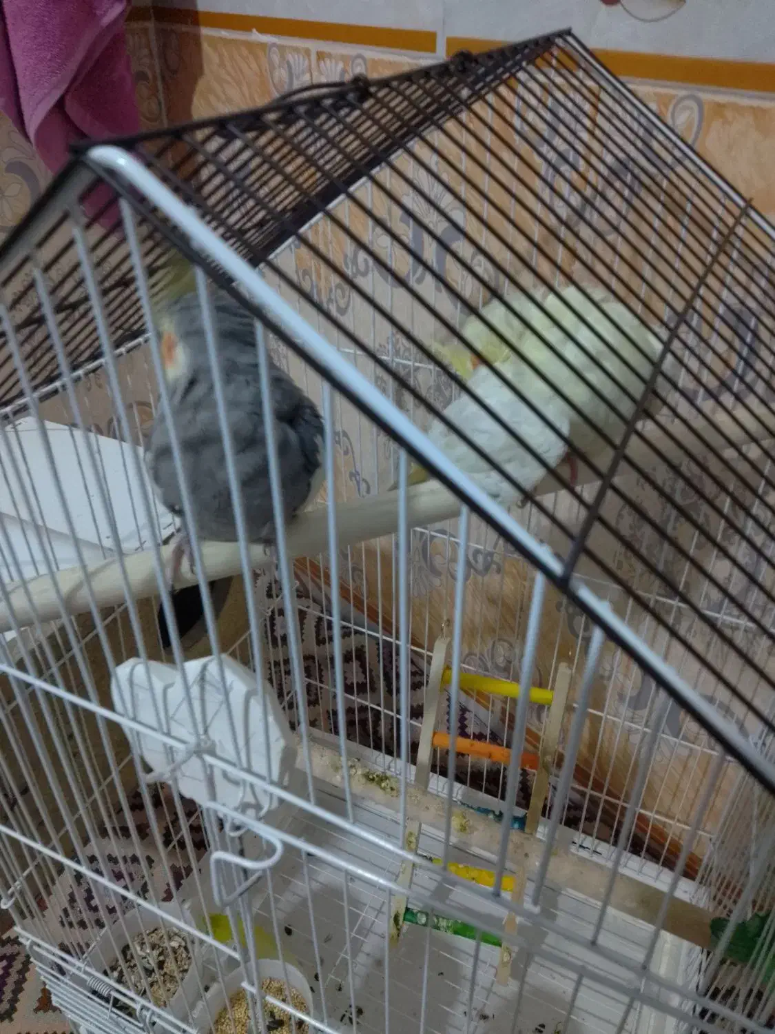 فوری عروس هلندی بدون قفس 1600 فوری|پرنده|فاضل آباد, |دیوار