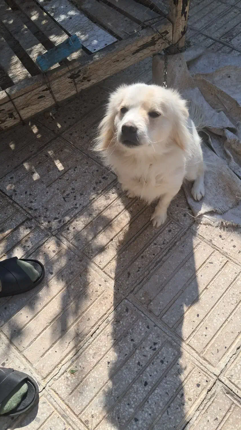 فروشی|سگ|مرودشت, ژیان|دیوار