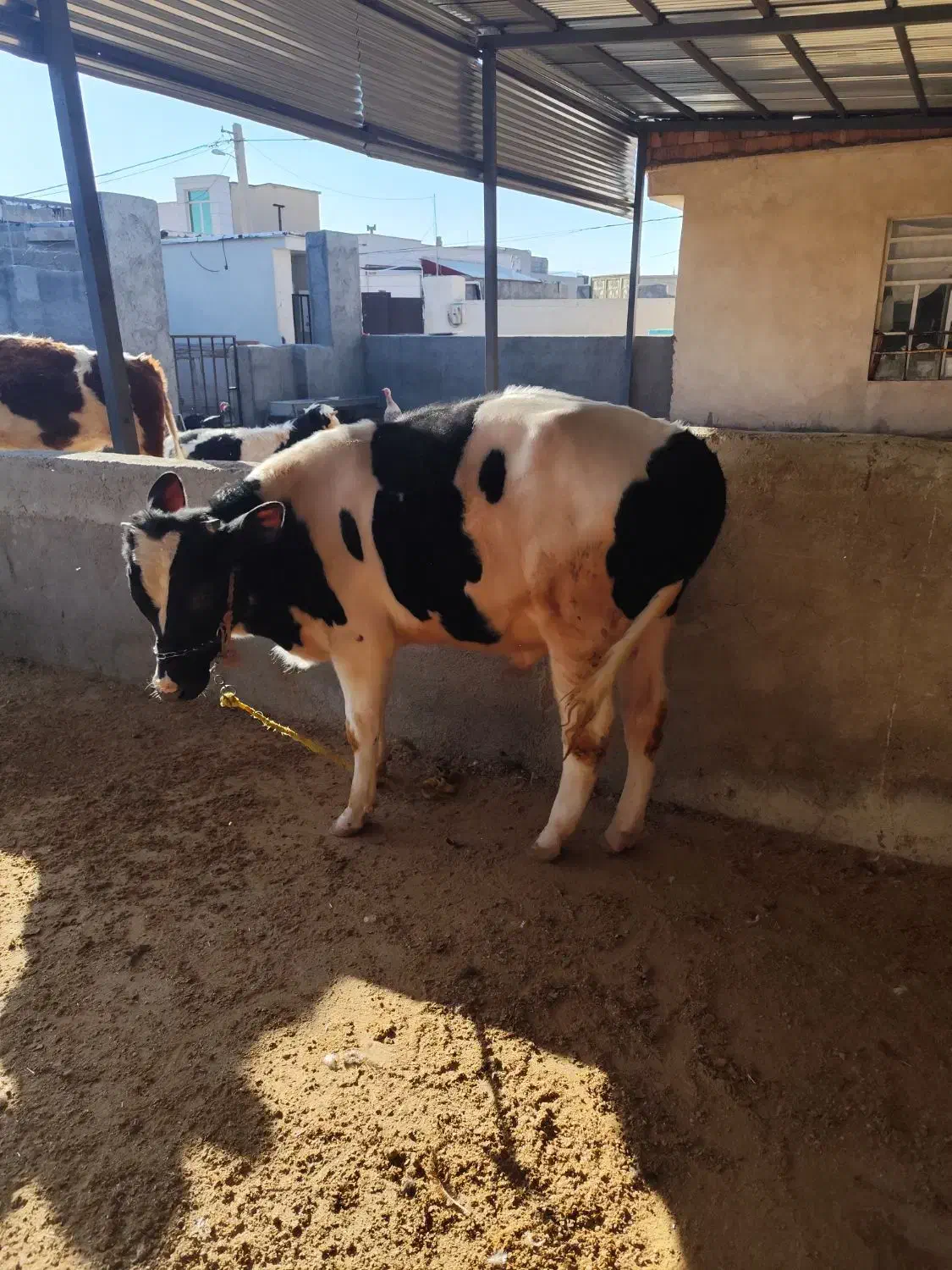 گوساله نر|حیوانات مزرعه|ایوان, |دیوار