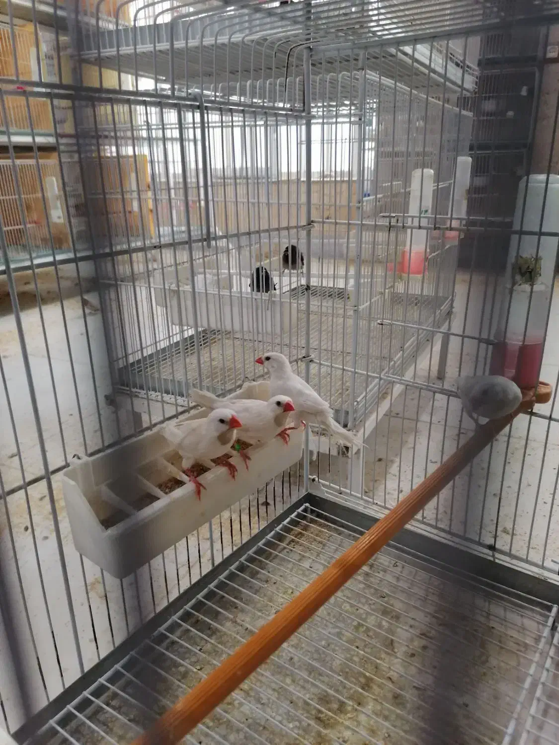 کراواتی سفید|پرنده|شیراز, کرونی(خاتونک)|دیوار