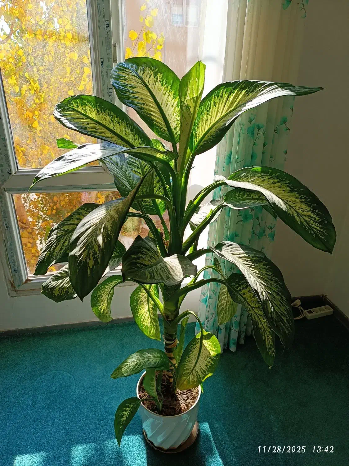 گل دیفن باخیا .|گل و گیاه طبیعی|هشتگرد, شهرک صبا سوله|دیوار