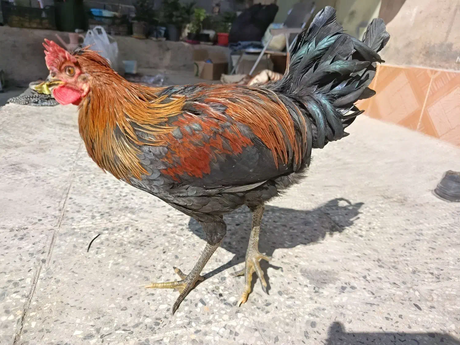 دوعددمرغ دوعددخروس محلی اصل|حیوانات مزرعه|مرودشت, محمد آباد|دیوار