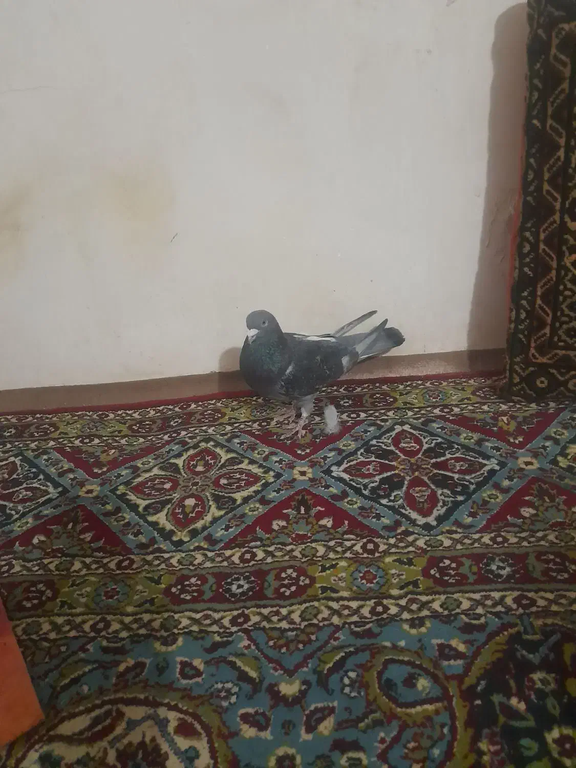 کبوترنر مگسی|پرنده|زابل, |دیوار