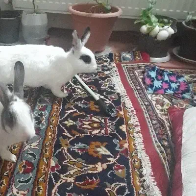 فروش جفت|موش و خرگوش|بجنورد, |دیوار