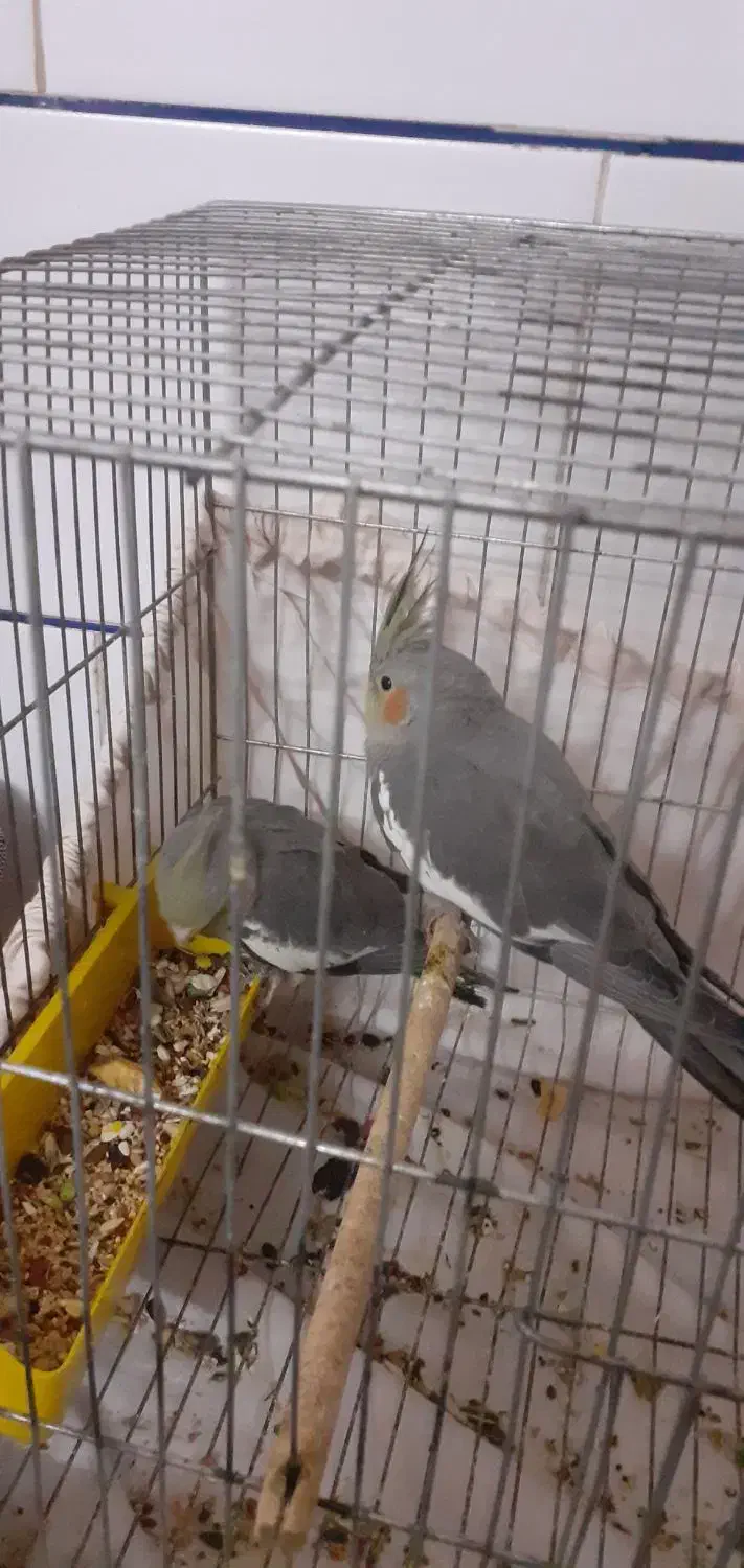 عروس هلندی|پرنده|دلیجان, |دیوار