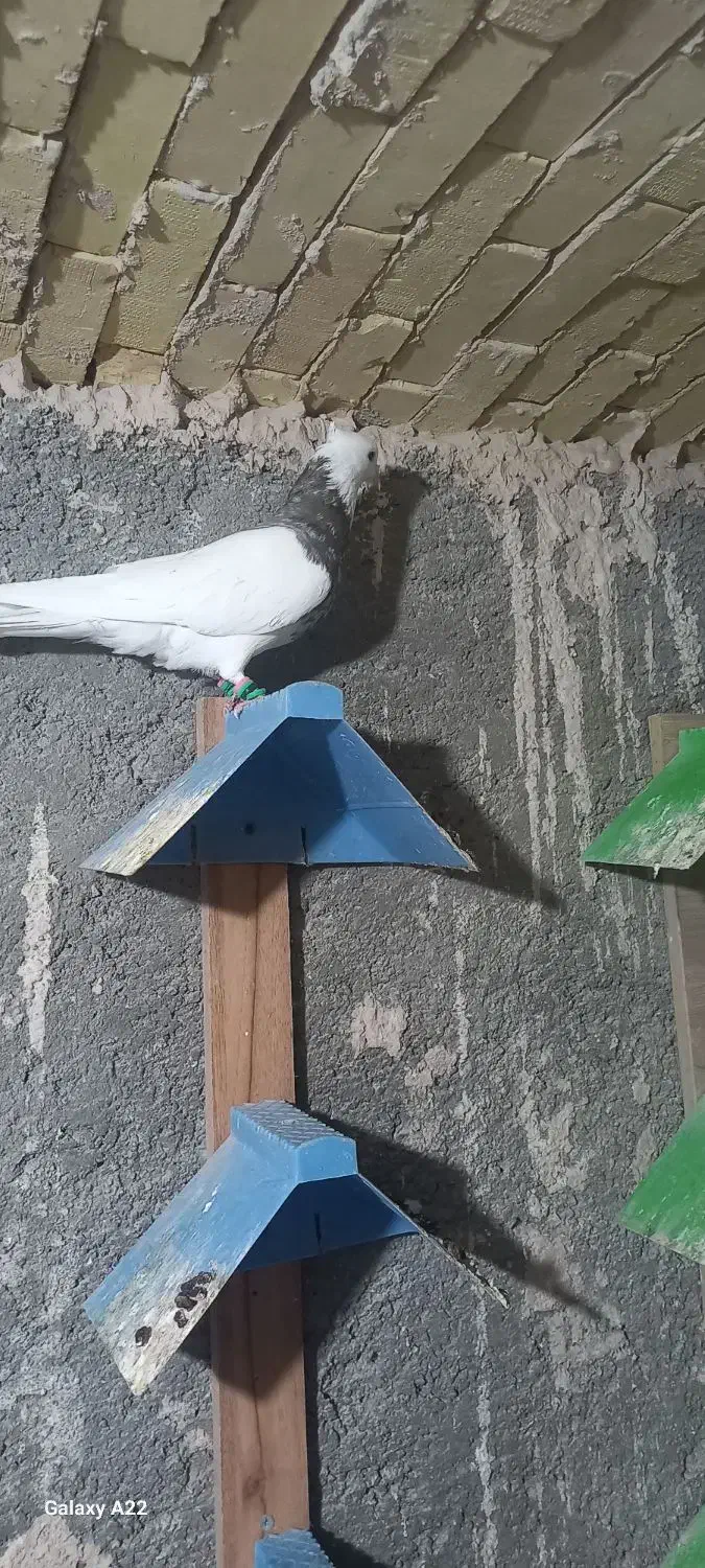 طوقی وکله سیاه|پرنده|خرمشهر, |دیوار